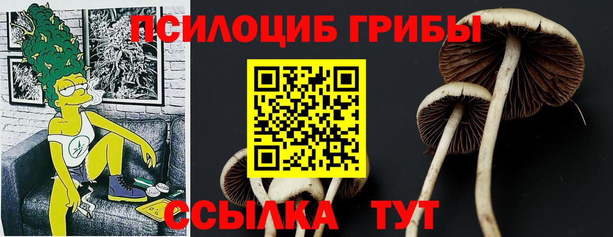 Псилоцибиновые грибы мицелий Новочебоксарск